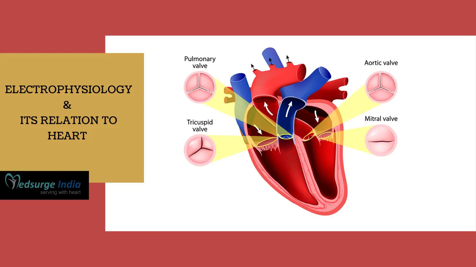 What is Electrophysiology & Its Relation to Heart Health?