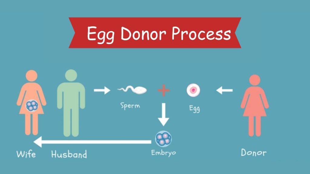 Egg Donor Process 