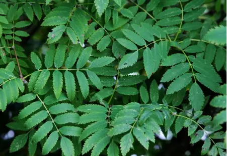 Neem