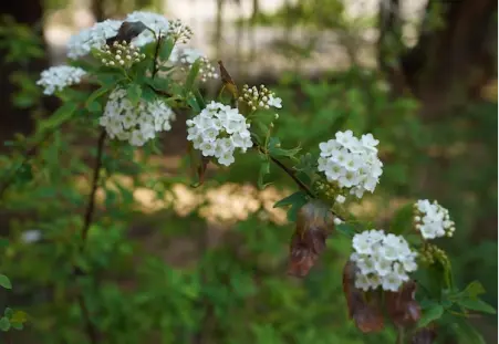 Queen Anne's Lace