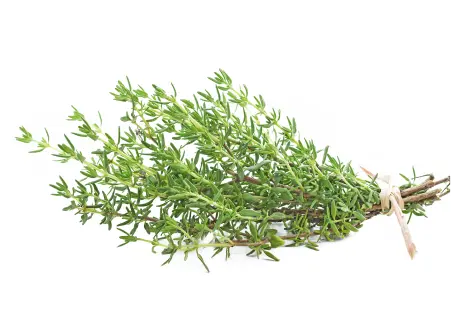 Thyme