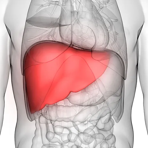 Liver Transplant